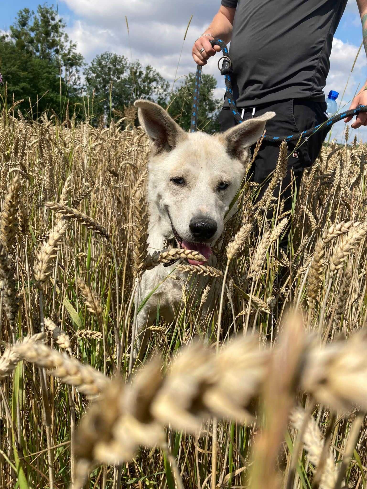 Moli w typie husky szuka nowej rodziny ADOPCJA