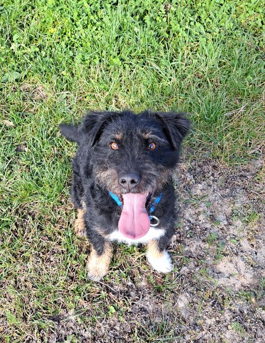 Mix niemiecki terier myśliwski do adopcji