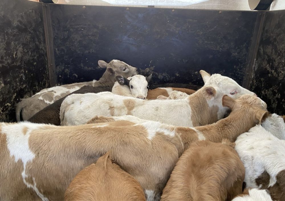 Продам бики по 2 місяця