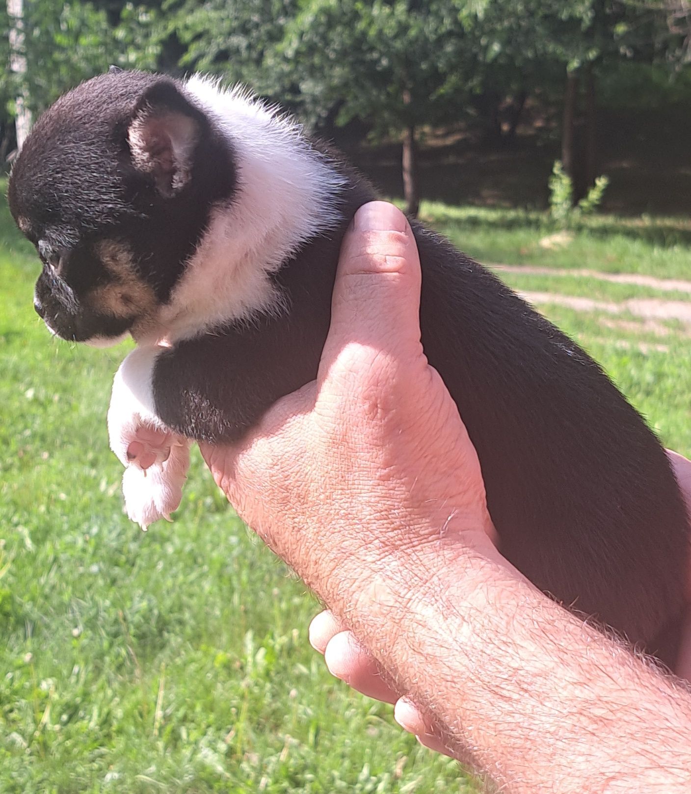 Sprzedam samca chihuahua!