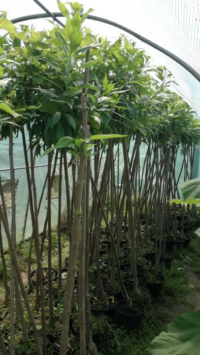 chitalpa taszkiencka szczepiona w doniczce katalpa nana  nowość