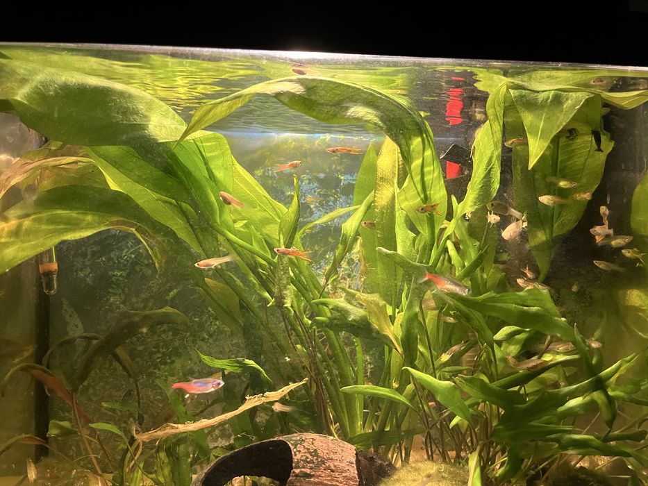 Gupiki z własnej hodowli. Różne rozmiary.