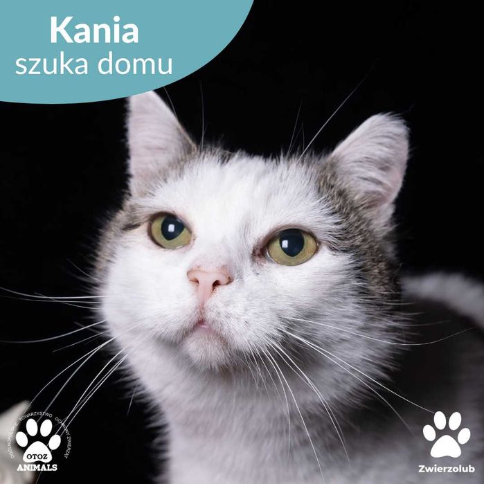 Wyjątkowa kociczka Kania do adopcji!
