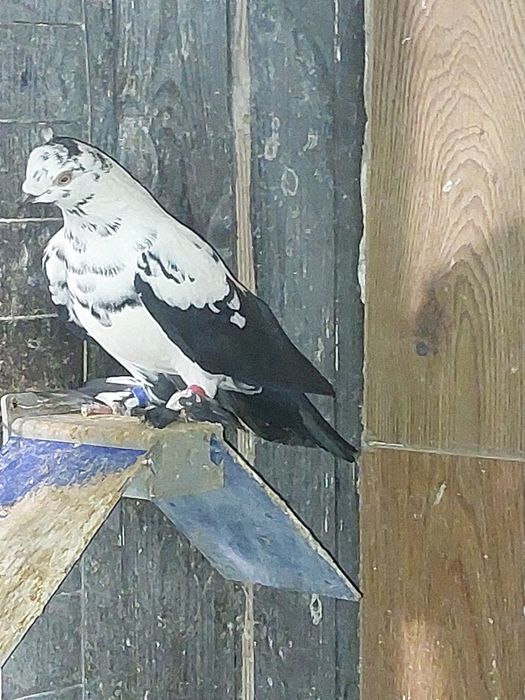 Gołębie  z lotu Typler za 15 zł