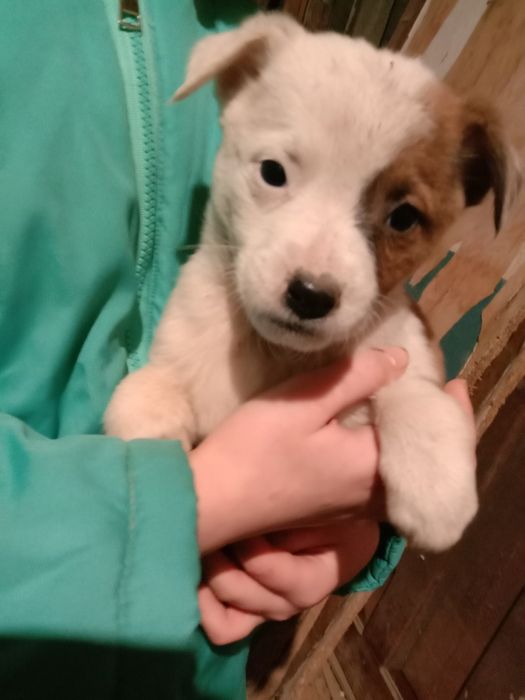 Віддам щенят, невеличкі будуть