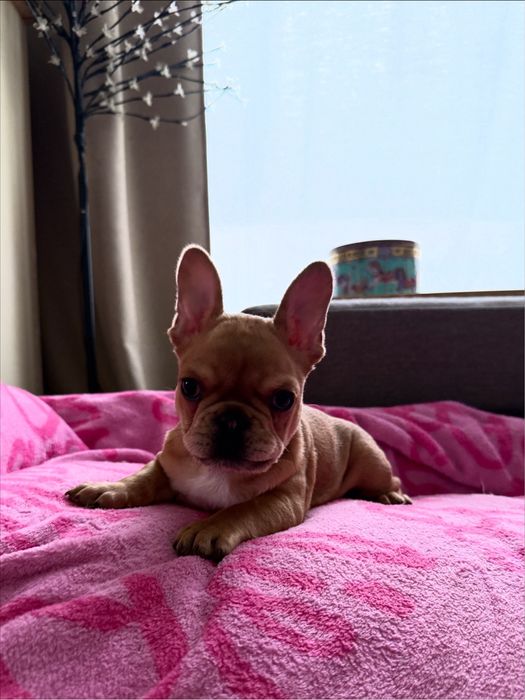 FIGO Buldog francuski ZKwP FCI, Hodowla Harper Dog House FCI