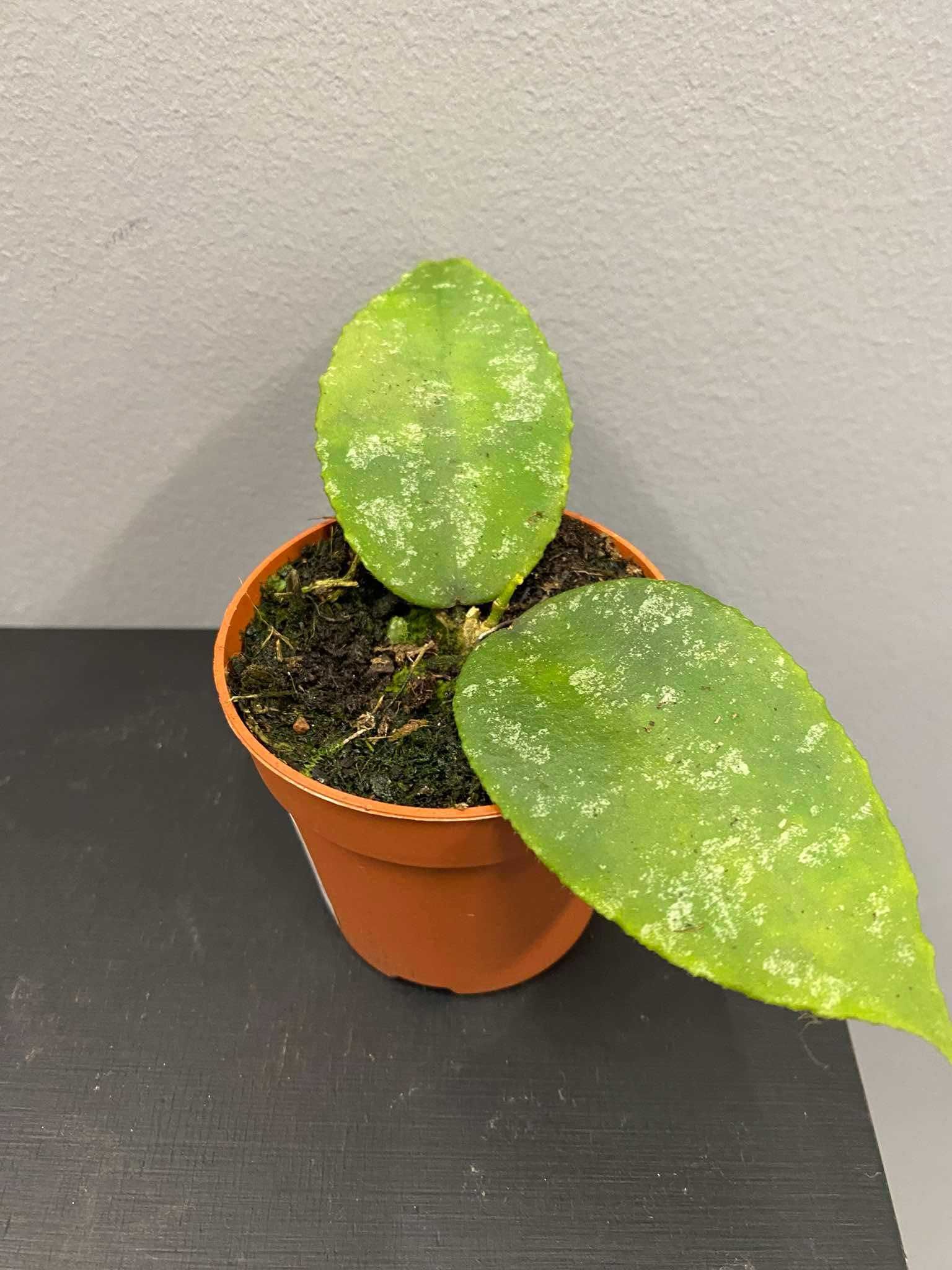Hoya Caudata Hoja