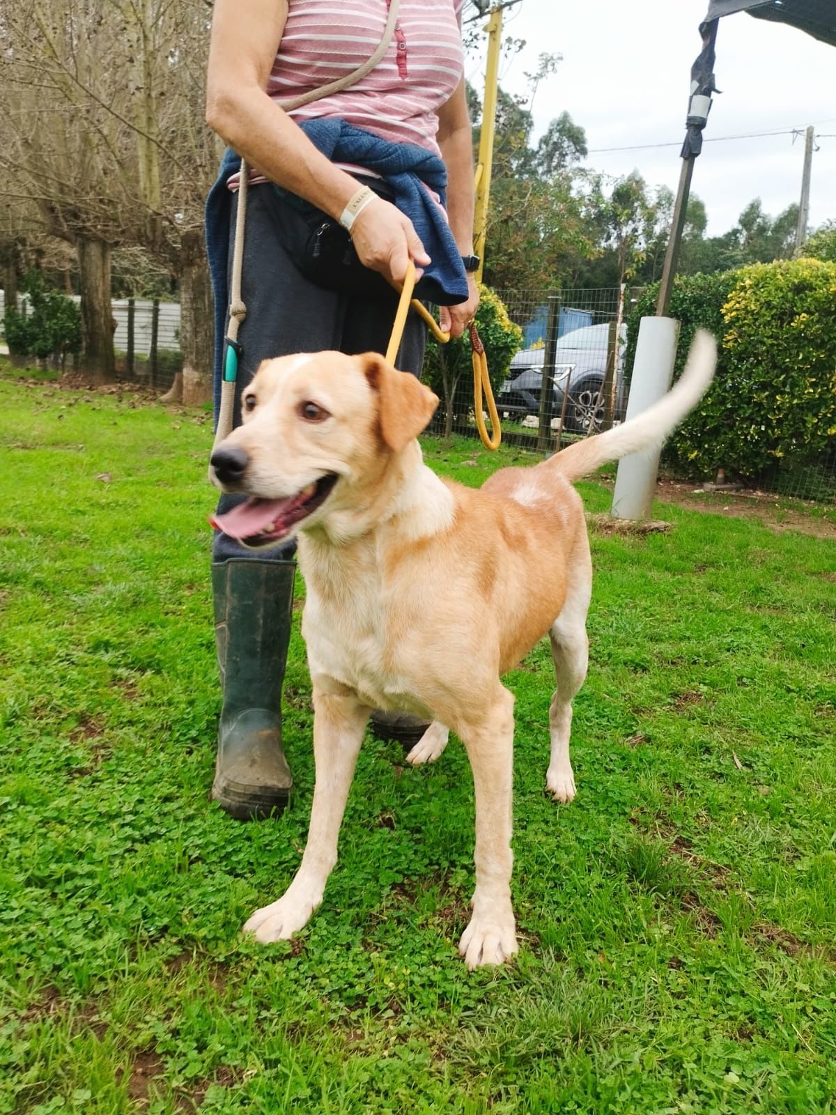 Cão macho adulto para adoção responsável 
Já se encontra desparasitado