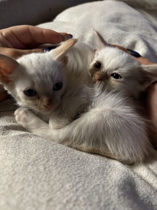 Gatos machos adoção