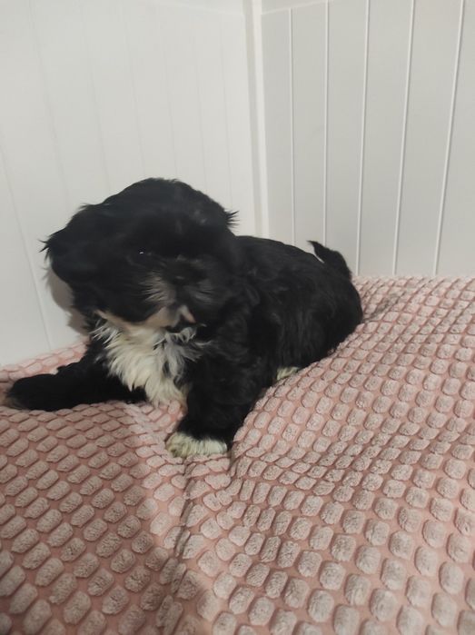 Shih tzu 8 tygodniowy piesek