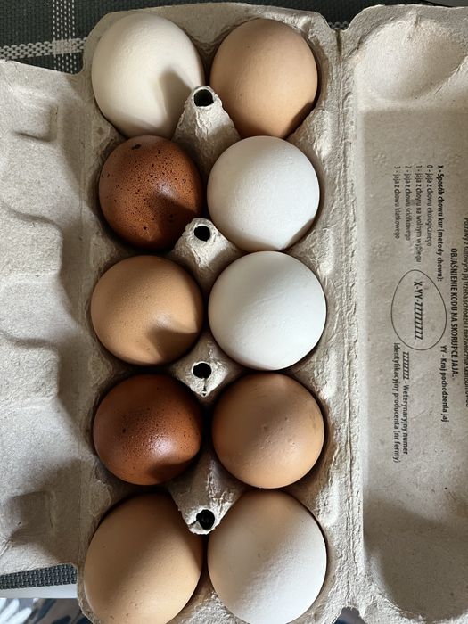 Jajka wiejskie od kur z wolnego wybiegu