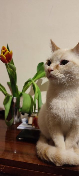 Віддам кошку шотланку