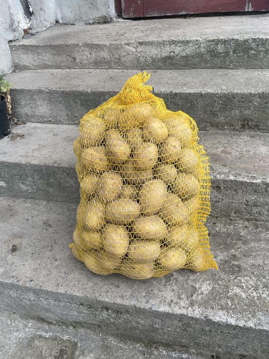 Ziamniaki jadalne żółte Gala