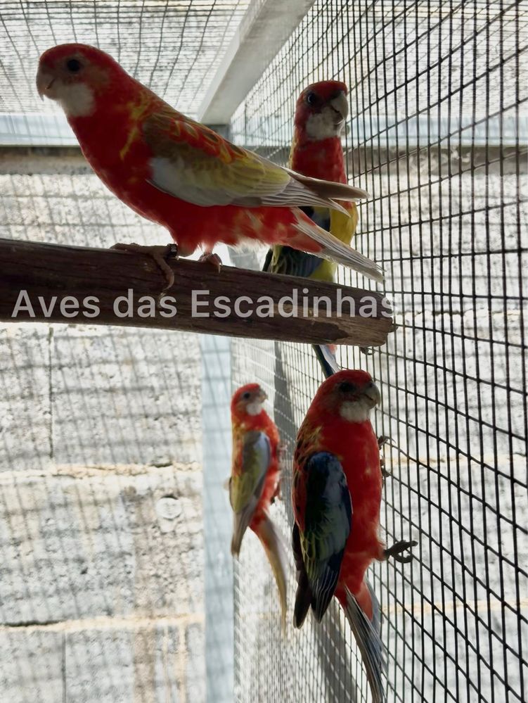 Roselas Caturras Red rumped