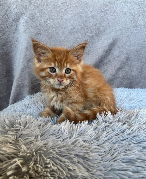 Śliczny kocurek Maine Coon