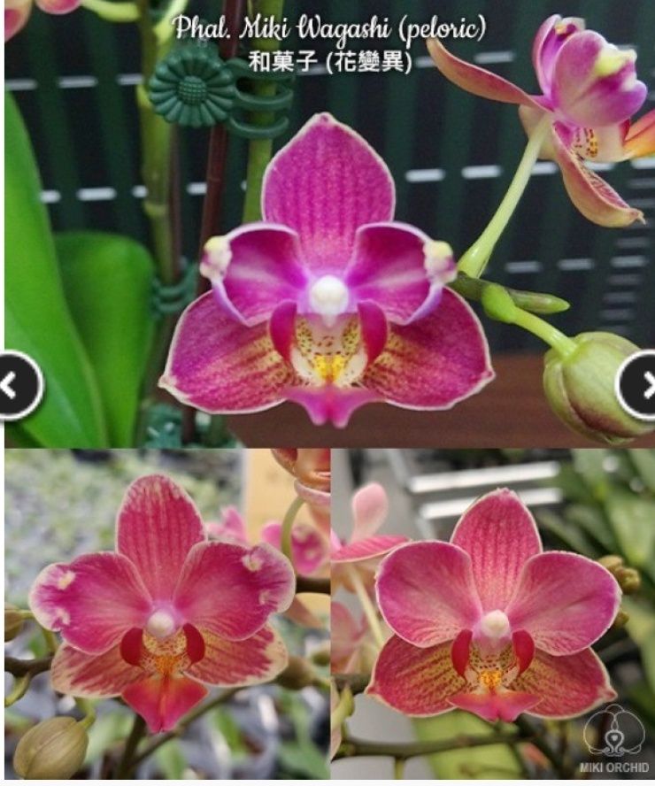 Орхидея Phal. Miki Wagashi от Мікі, цветение возможно бабочкой, бабуле