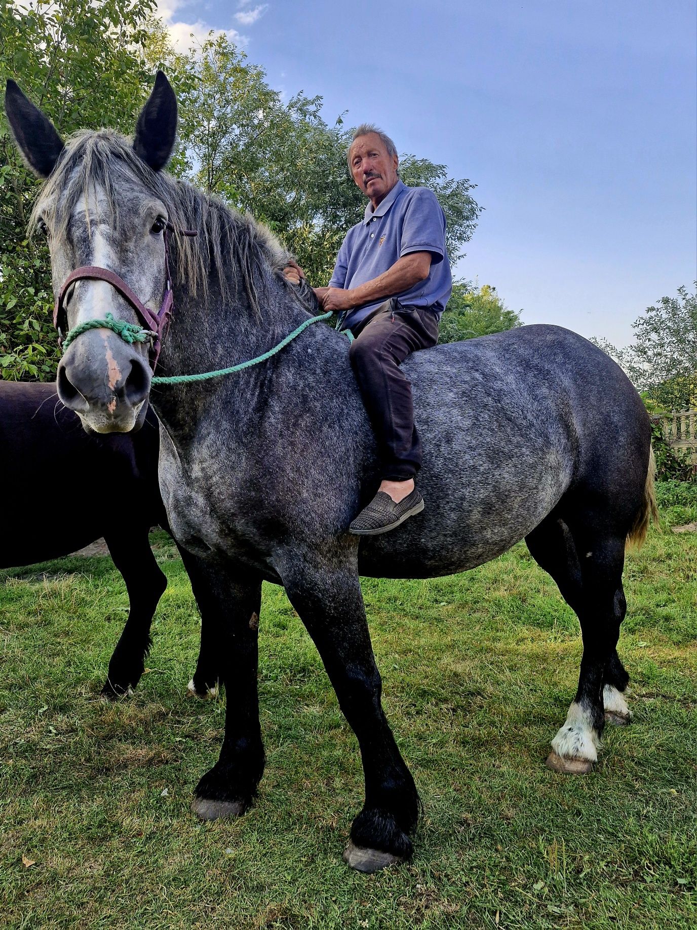 Sprzedam klacz perszonke żrebna Szpak