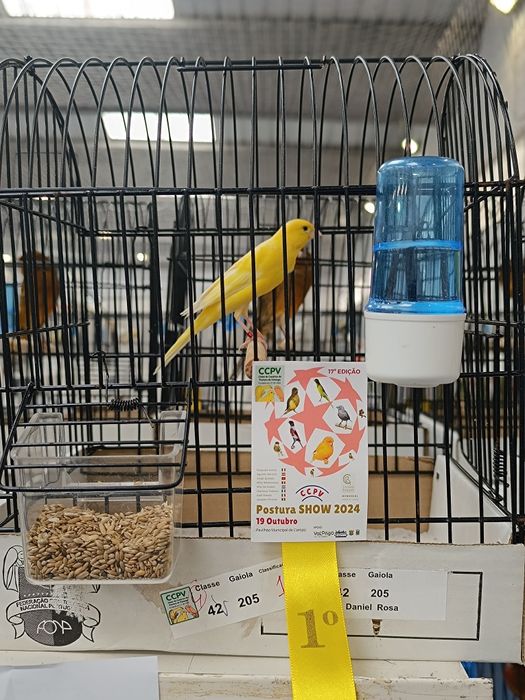 Llarguet espanhol, Fife fancy, frisado do sul