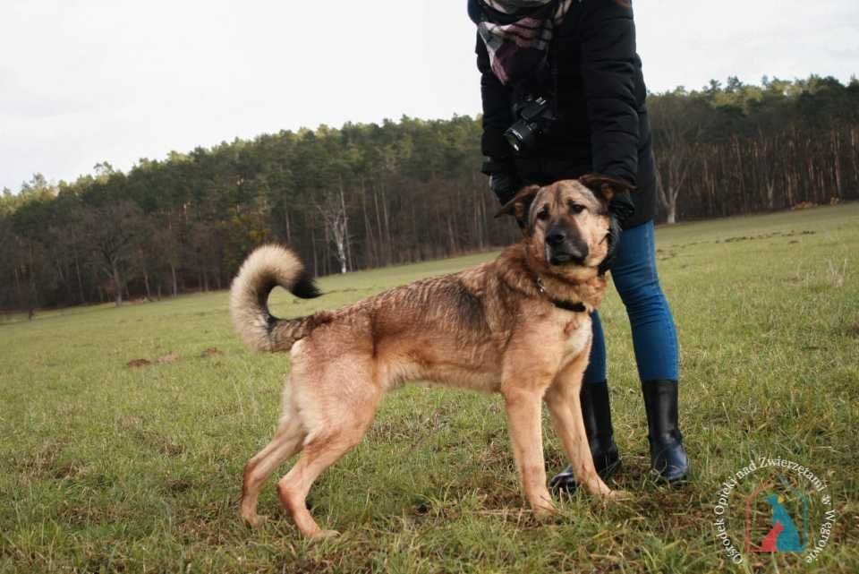 Kres - bardzo przyjazny, fajny piesek szuka domu!