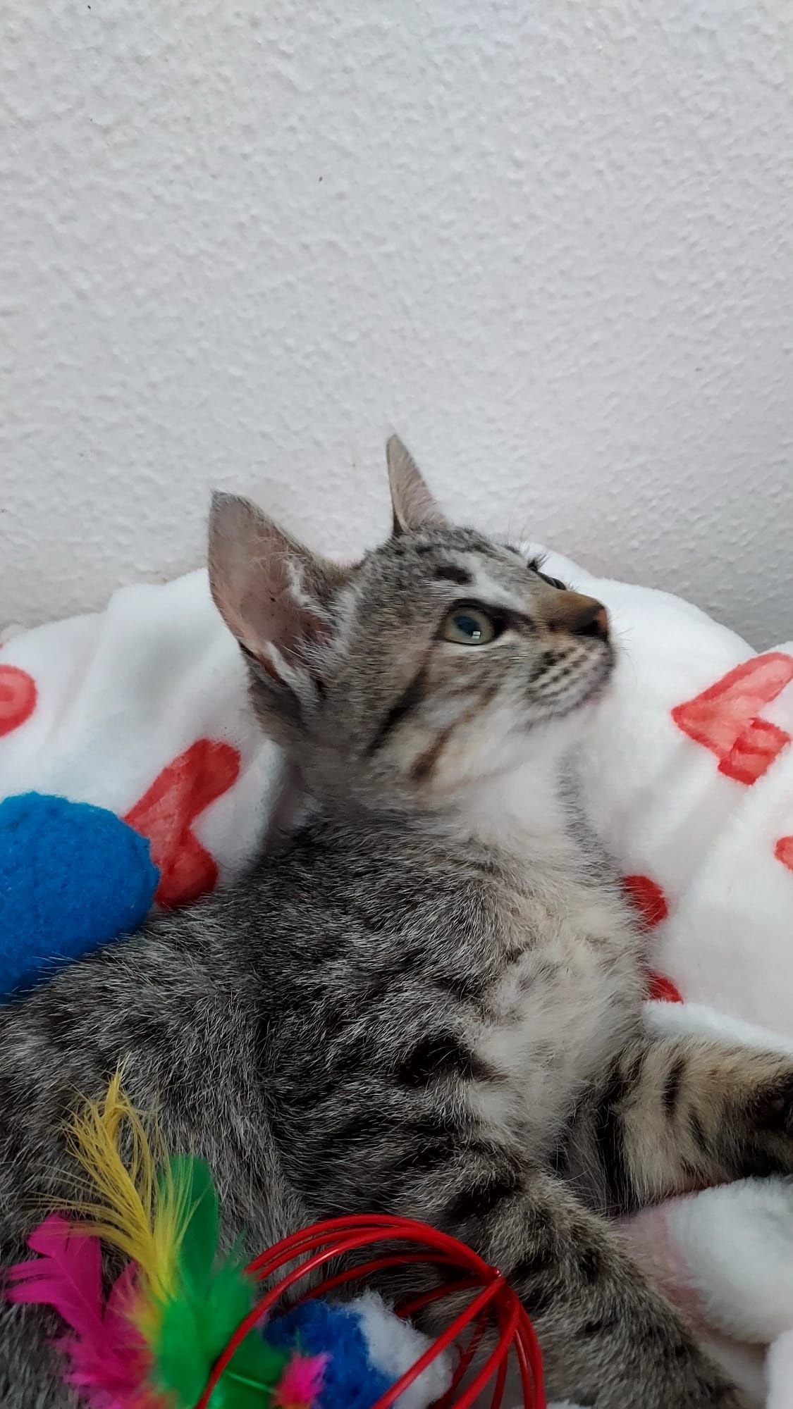 Gatinho bebé para adoção