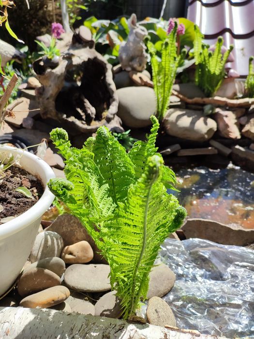 Папороть папоротник