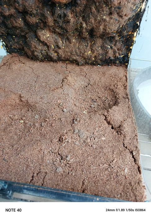 Terrarium dla gekona i innych gryzoni