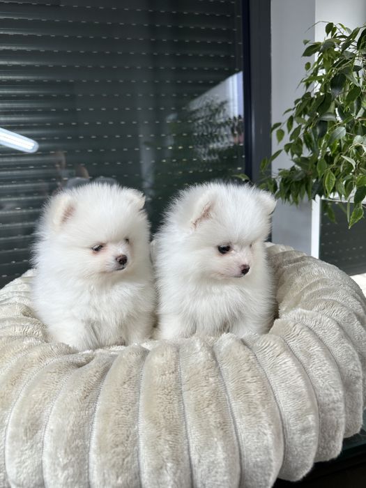 Pomeranian szpic miniaturowy xxs bardzo mały biały znakomite geny