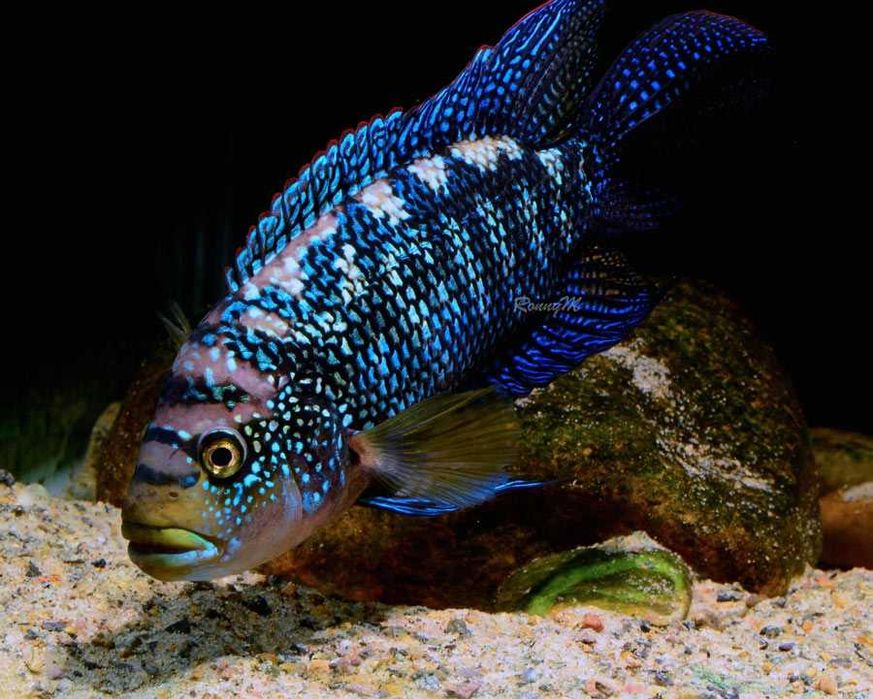 MISIEKZOO Pielęgnice - Pielęgnica Niebieskołuska