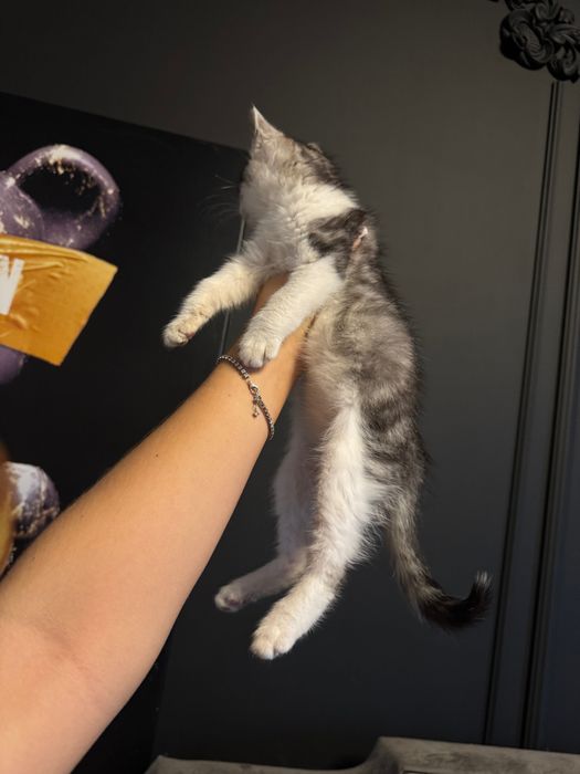 Дівчинка кошеня 1,5 міс шукає дім!