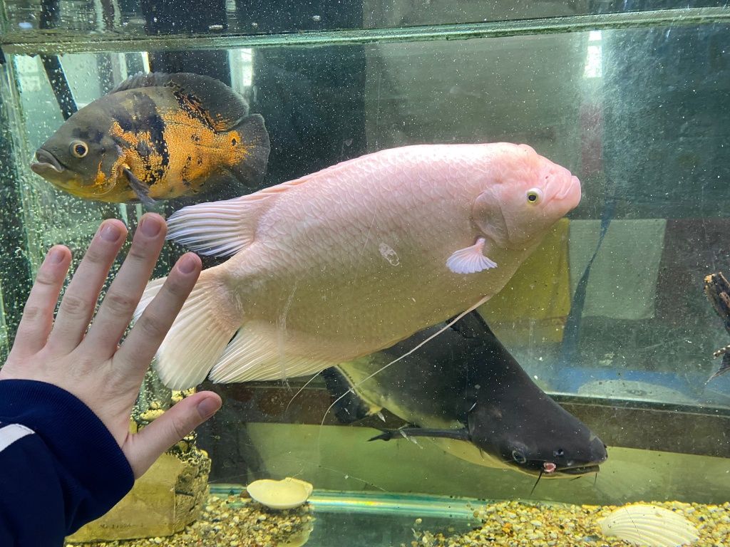 Peixes gigantes lindos