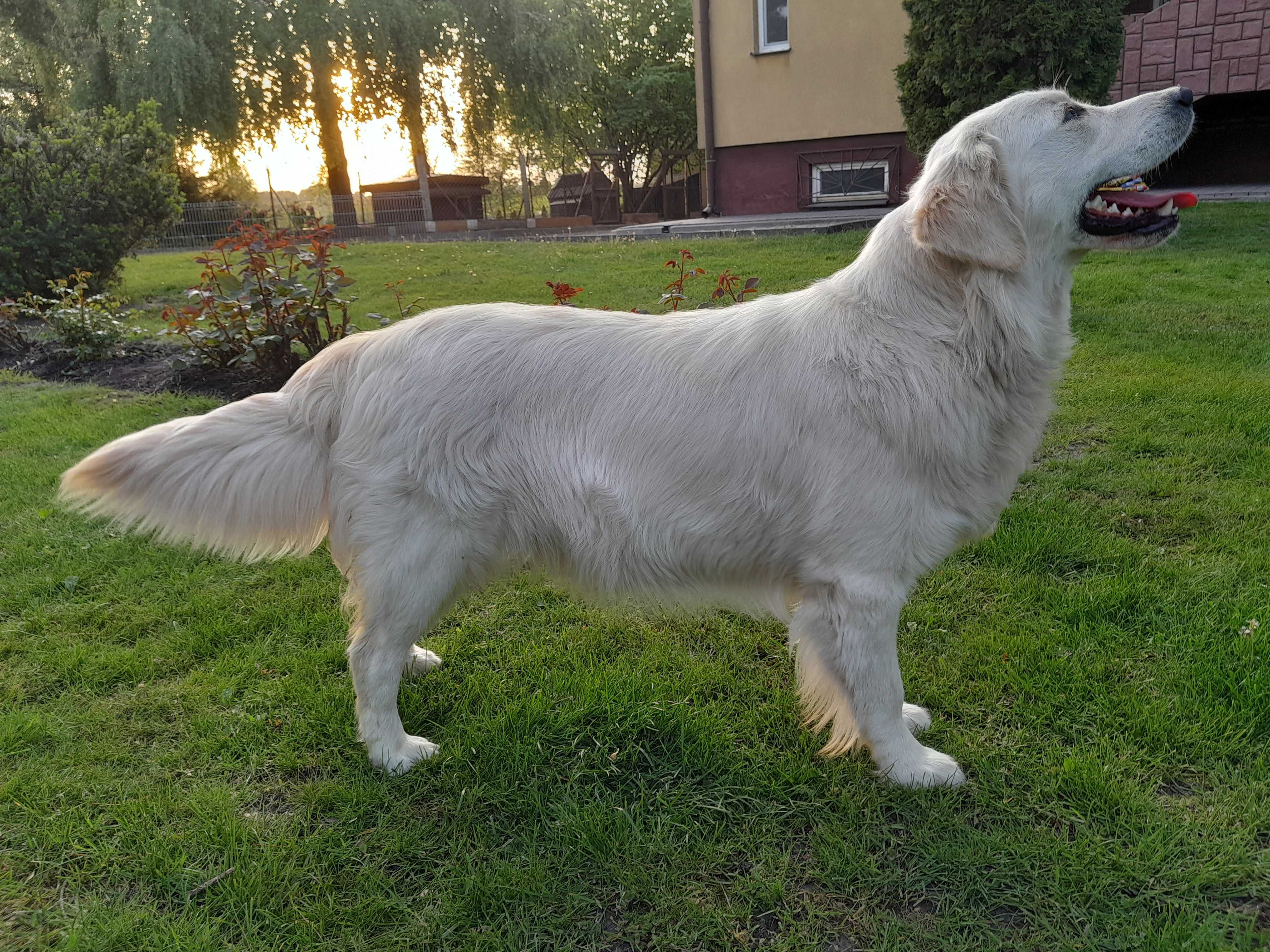 Golden retriever ..suczka ...do odbioru