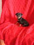 Linda fêmea  pinscher