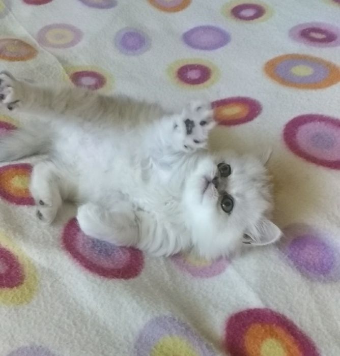 Котенка серебристой шиншиллы белого с черным носом