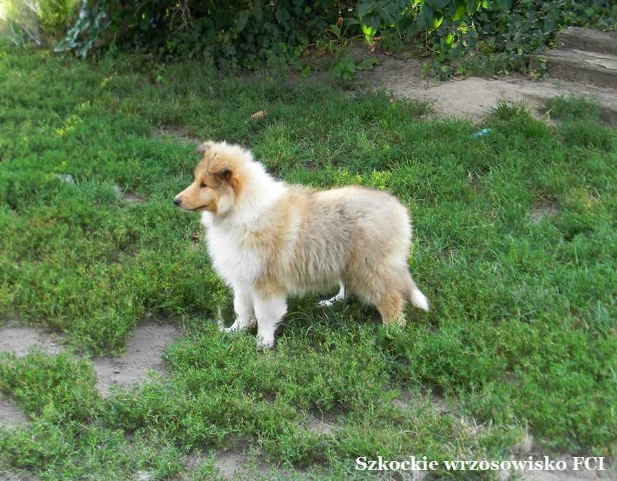 Owczarek szkocki długowłosy collie wolny od MDR i DM - ZKwP/ FCI