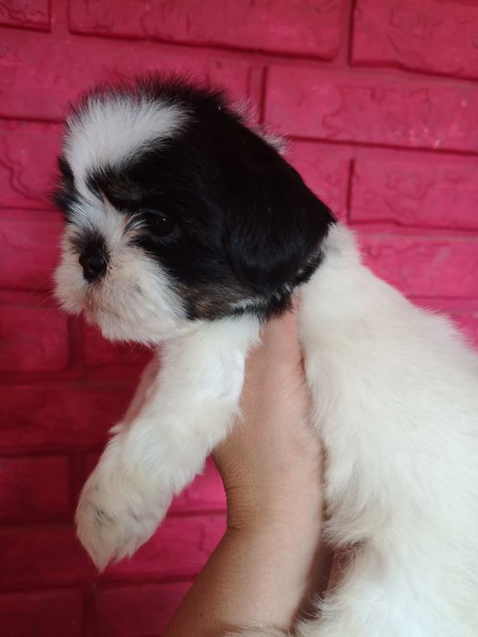 ** SUCZKA **Shih tzu szczeniaczek. Z domowej hodowli. Zapowiedz miotu.