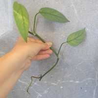 Epipremnum Cebu Blue - roślina doniczkowa - ukorzenione sadzonki