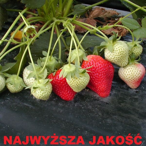 FOLIA do uprawy ogórków,truskawek,ściółkowa,ściółkowania 1,20x160mb.