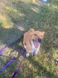 Dallas 7 letni pies do adopcji w Dolinie Dolistowki
