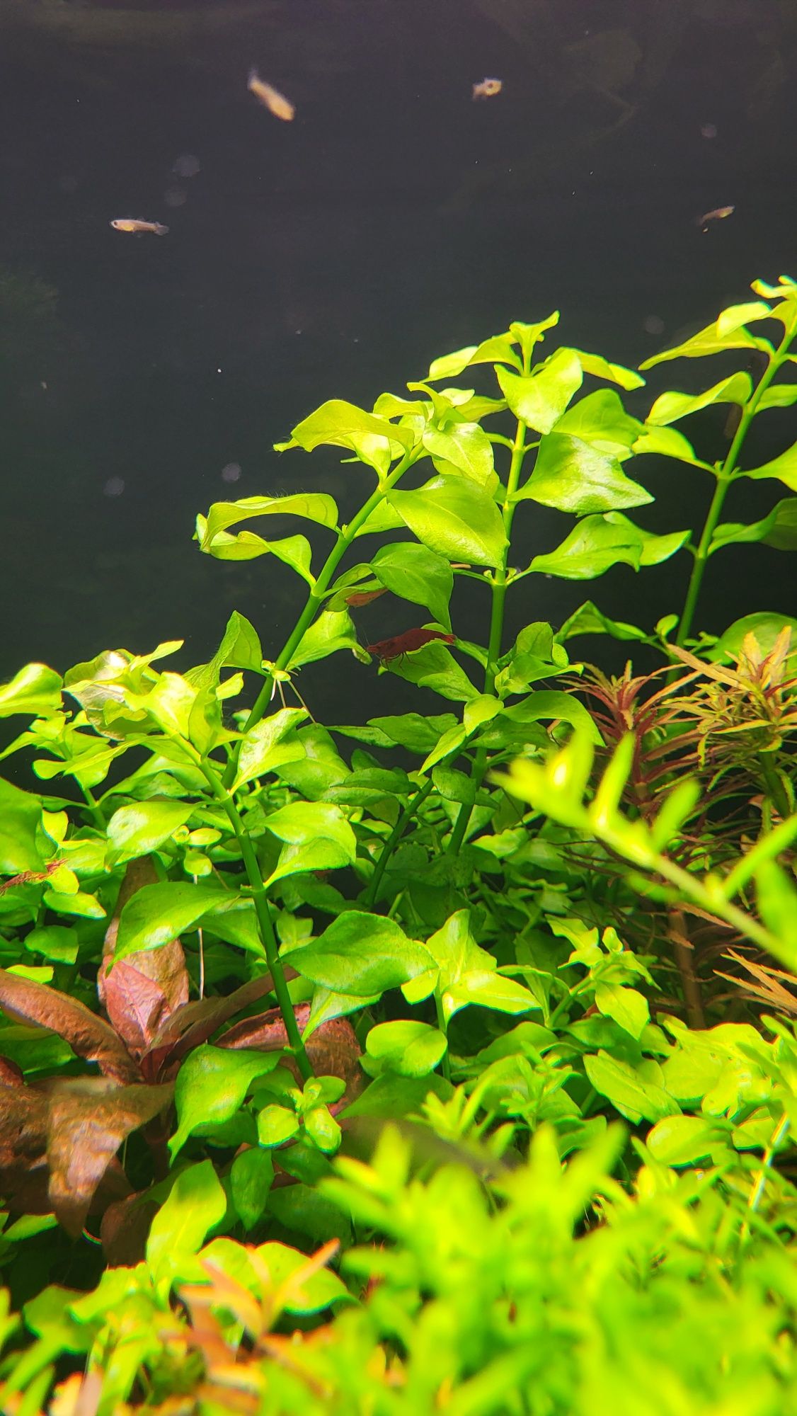 Rośliny Akwariowe- Ludwigia palustris green