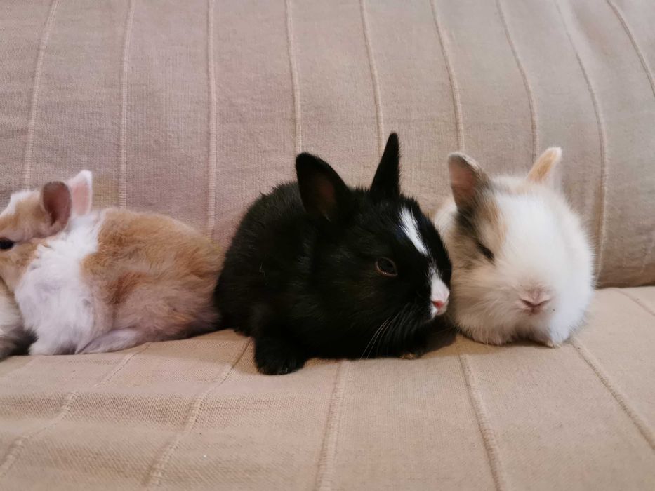 KIT completo coelhos anões mini holandês super meigos