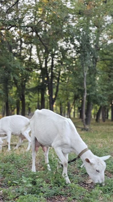 Козинята молоді відгодовані