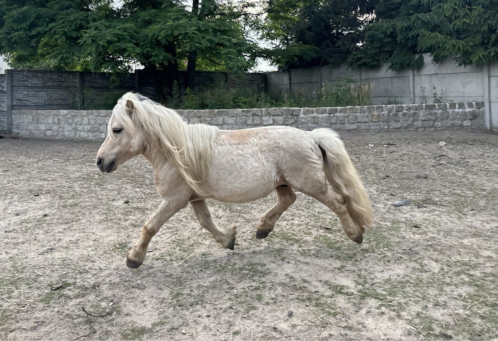 Sprzedam kucyka izabelowatego ogierka