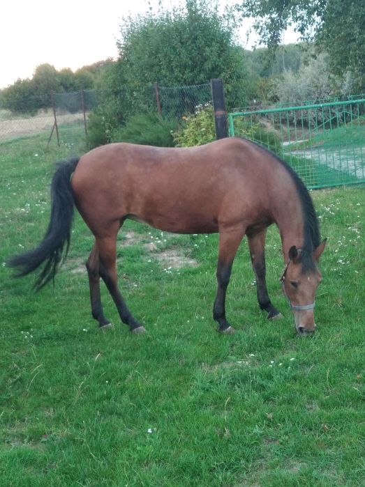 Klacz gniad 6 lat