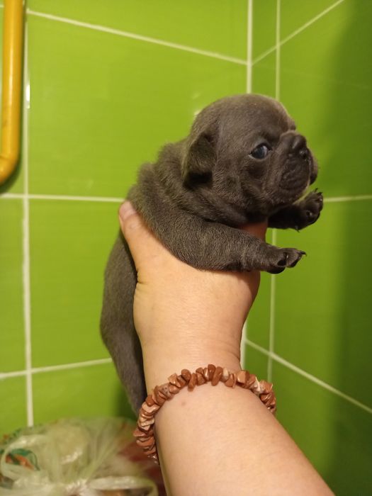 Дівчатка французькі булочки