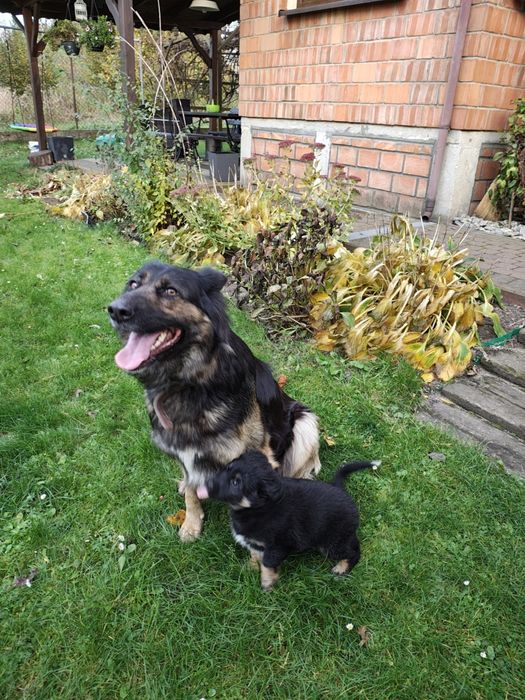 Dwa małe szczeniaki