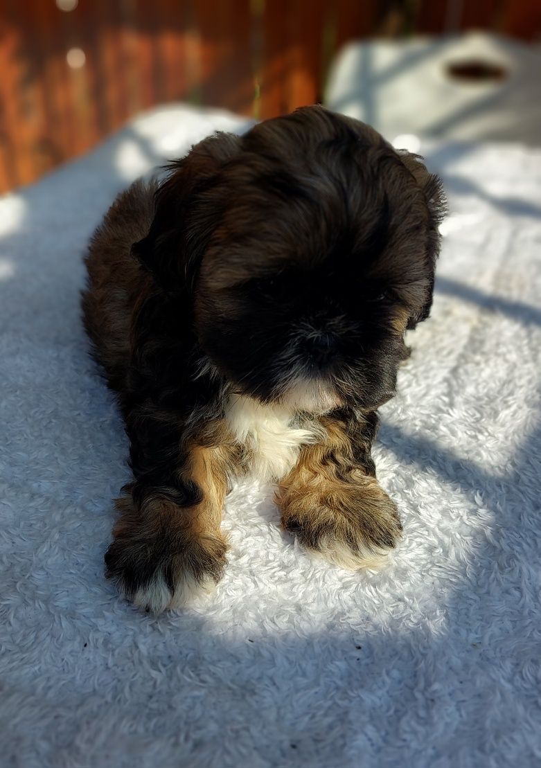 Shih-tzu chlopiec
