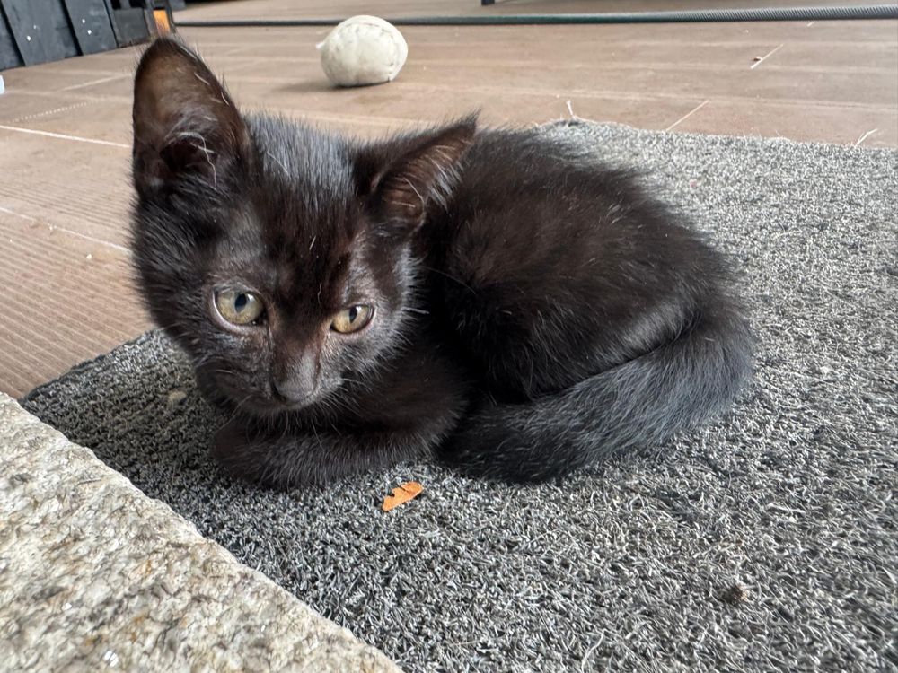Doação de gatos com desparatizacão e chip