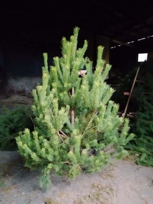 Сосна новорічна, опт