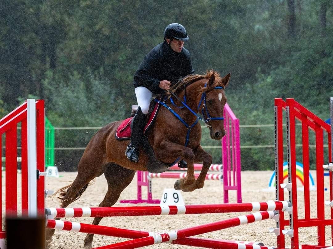 Égua alazão, 6 anos