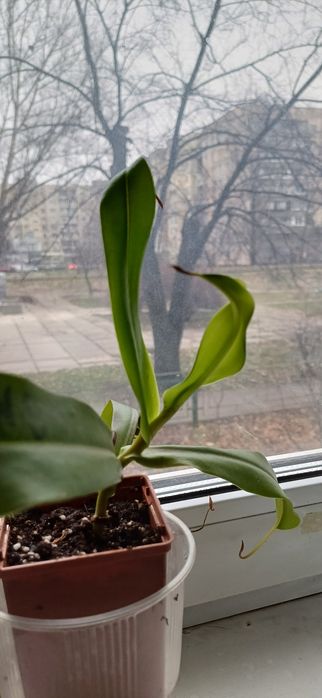 Непентес Лінда, хижа рослина.